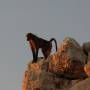 Namibie - singe