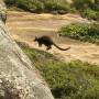 Australie - on a dérangé un habitant du coin