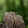 Costa Rica - Un insecte fait son bonhomme de chemin dans la Jungle