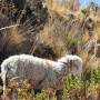 Bolivie - Las titicaca