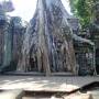 Cambodge - Ta Prohm 2