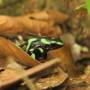 Costa Rica - 