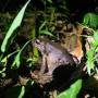 Costa Rica - Rencontre nocturne