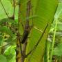 Costa Rica - p