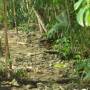 Costa Rica - hamster géant
