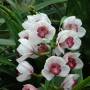 Singapour - 