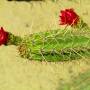 Bolivie - 