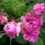 France - Rose de Mai ( rosa centifolia )