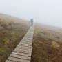 Nouvelle-Zélande - Une forêt... de nuage