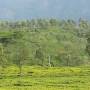 Inde - PLANTATION THE COONOOR