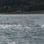 Argentine - Une baleine à bosse ?