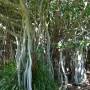 Australie - 