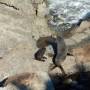 Nouvelle-Zélande - Fur seals