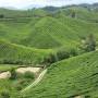 Malaisie - PLANTATION DE THE