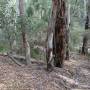 Australie - 