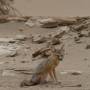 USA - Petit fennec