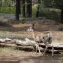 USA - Une biche au camping