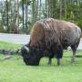 USA - Bison au bord de la route