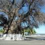 Madagascar - Le grand baobab de Majunga