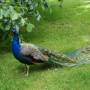 Royaume-Uni - 
