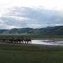 Mongolie - Troupeau de chameaux
