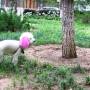 Chine - Le caniche punk!