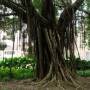 Chine - Mon arbre