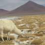 Bolivie - 