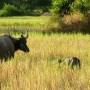 Laos - Buffle et son petit