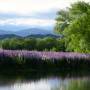 Nouvelle-Zélande - Nuit parmi les lupins