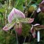 Singapour - 