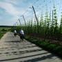 Allemagne - CHAMP DE HOUBLON