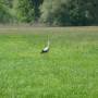 Allemagne - Cigogne