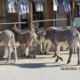 USA - oatman,arizona,fébvrier 2018
