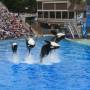 USA - Sea World