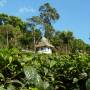 Inde - petit temple au milieu de la plantation