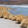 Bolivie - Sud Lipiez