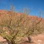 Argentine - Cafayate - Cachi