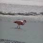 Bolivie - Flamant rose