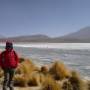 Bolivie - Flamant rose