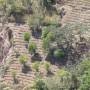 Bolivie - Plant de coca