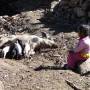 Bolivie - C