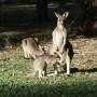 Australie - Kangourous (maman et son Joey)