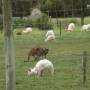 Australie - Kangourous blancs à Bordertown