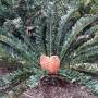 Australie - Adelaide. Jardin botanique. Pensée pour Françoise et Alain