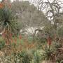 Australie - Adelaide. Jardin botanique