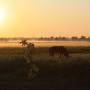 Australie - Cheval sauvage