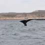 Argentine - Chasse aux Baleines