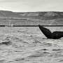 Argentine - Chasse aux Baleines