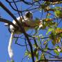 Madagascar - Canyon des Makis